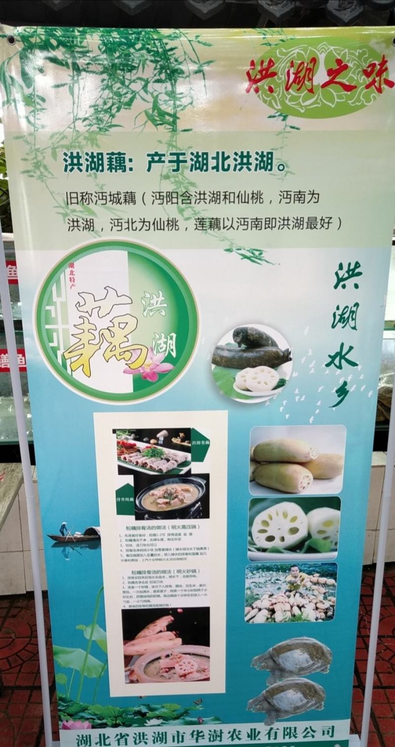 洪湖莲藕，精品藕头，嫩藕，真空包装！基地直供！