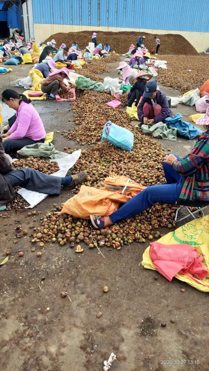 广西田东县山茶油果，现在大量上市咯～