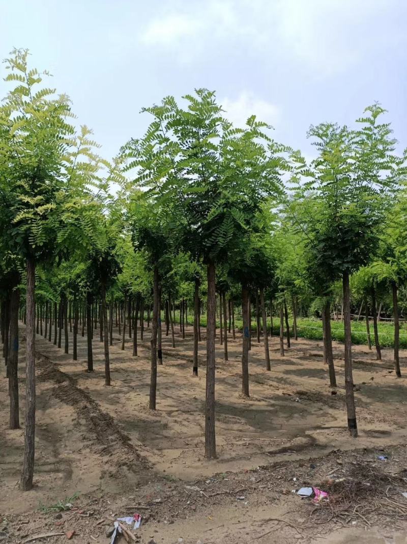香花槐河北保定正宗香花槐批发嫁接香花槐基地直销