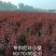 红叶小檗河北保定紫叶小檗40公分50公分60公分70公分