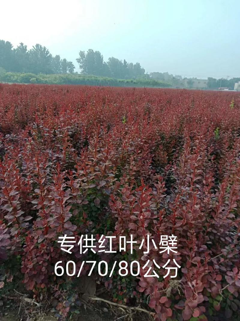 红叶小檗河北保定紫叶小檗40公分50公分60公分70公分