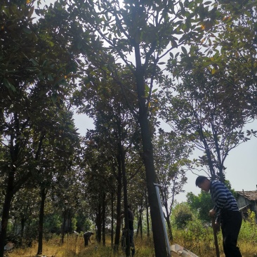 ：绿化苗圃基地直销现挖现卖，诚信为本，至尊为上，欢迎新老