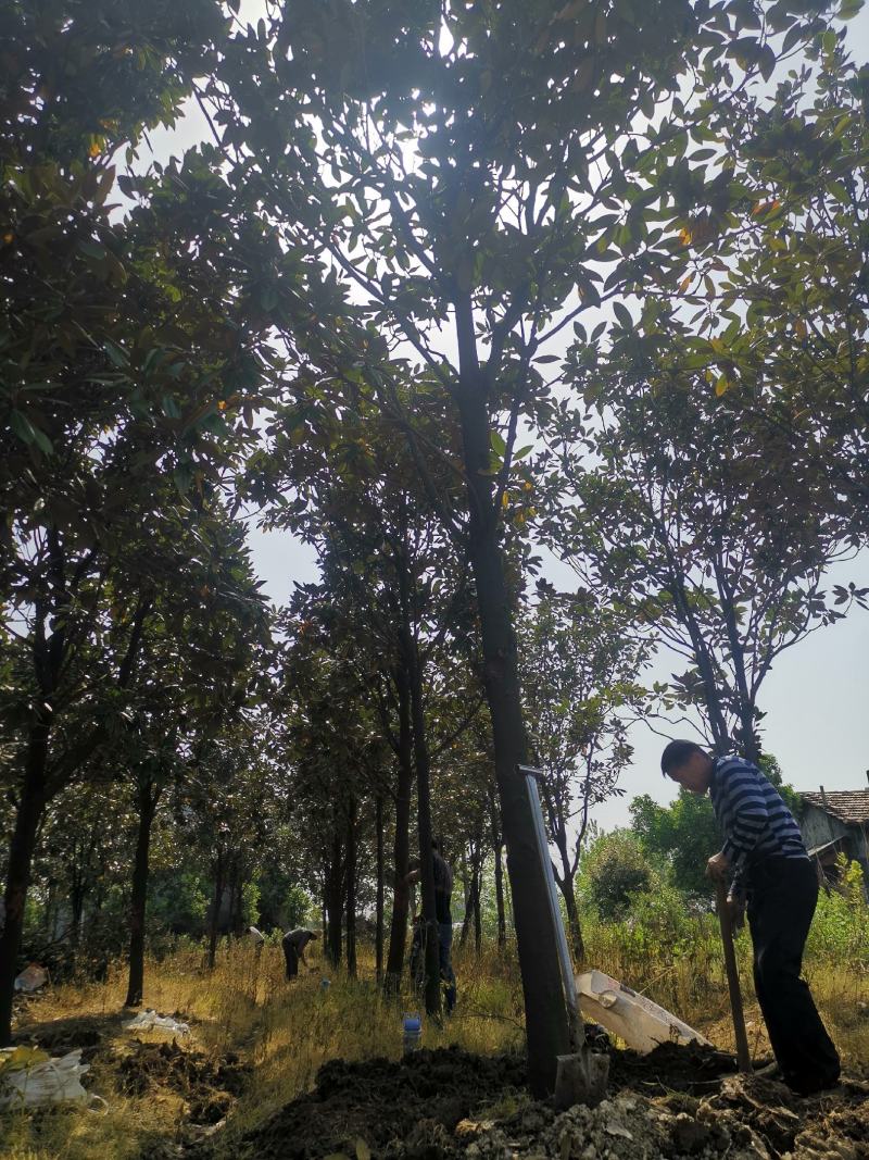 ：绿化苗圃基地直销现挖现卖，诚信为本，至尊为上，欢迎新老