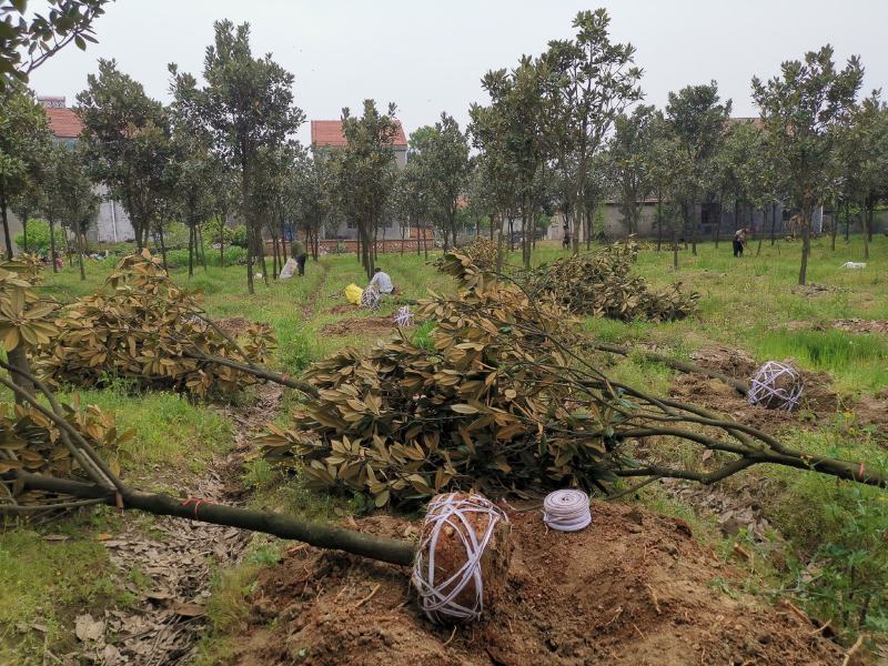 ：绿化苗圃基地直销现挖现卖，诚信为本，至尊为上，欢迎新老