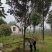：绿化苗圃基地直销现挖现卖，诚信为本，至尊为上，欢迎新老