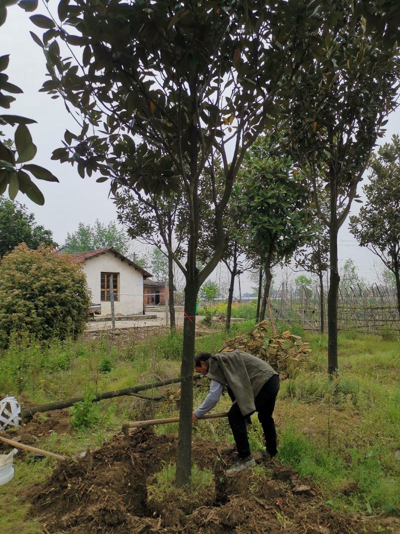 ：绿化苗圃基地直销现挖现卖，诚信为本，至尊为上，欢迎新老