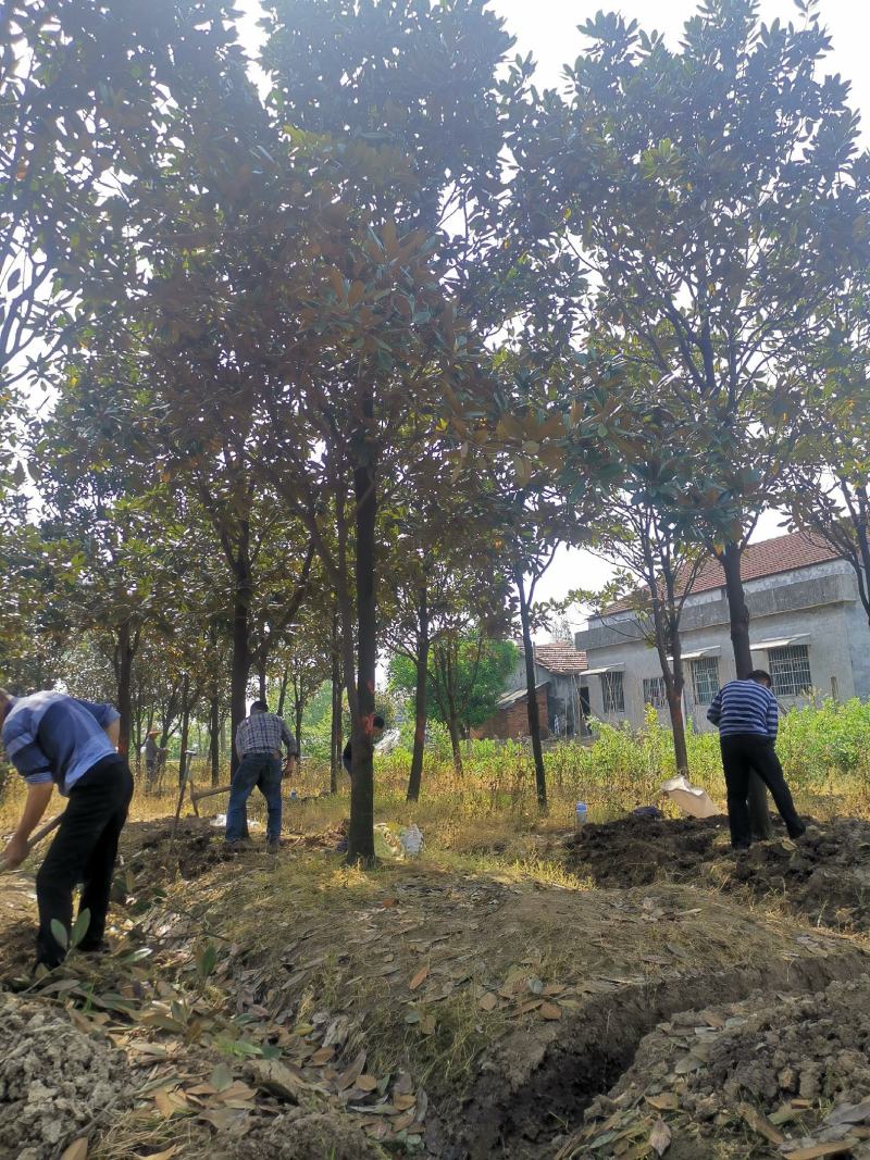 ：绿化苗圃基地直销现挖现卖，诚信为本，至尊为上，欢迎新老