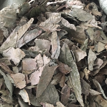 青钱柳茶青钱柳中药材批发量大包邮药材各种冷背药材