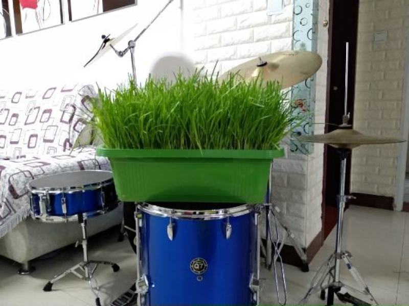南宫特产黄韭盆景盆栽韭菜根苗礼品绿色蔬菜阳台客厅盆栽食品