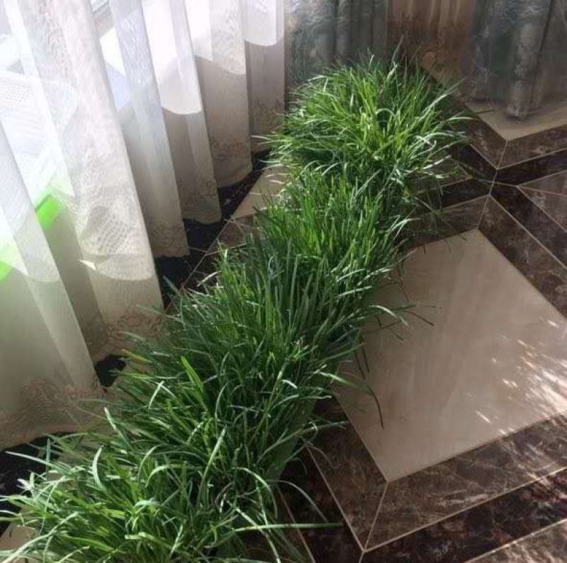 南宫特产黄韭盆景盆栽韭菜根苗礼品绿色蔬菜阳台客厅盆栽食品