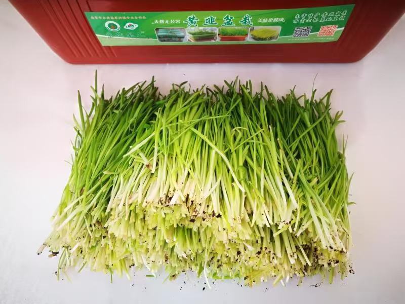 南宫特产黄韭盆景盆栽韭菜根苗礼品绿色蔬菜阳台客厅盆栽食品