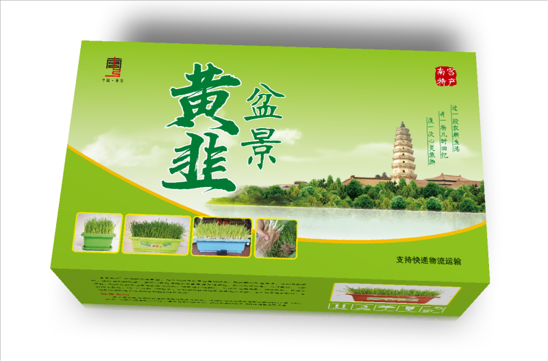 南宫特产黄韭盆景盆栽韭菜根苗礼品绿色蔬菜阳台客厅盆栽食品