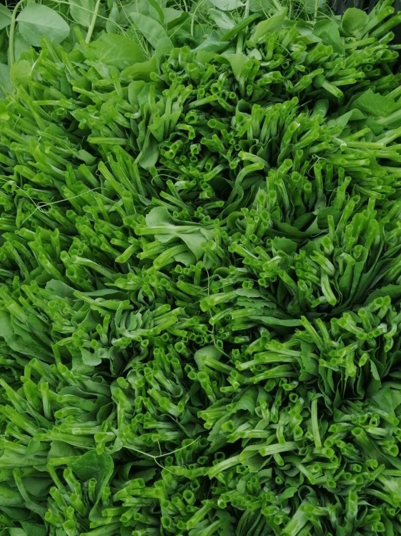 山区晚豌豆尖，豌豆苗，基地直供，长期有货