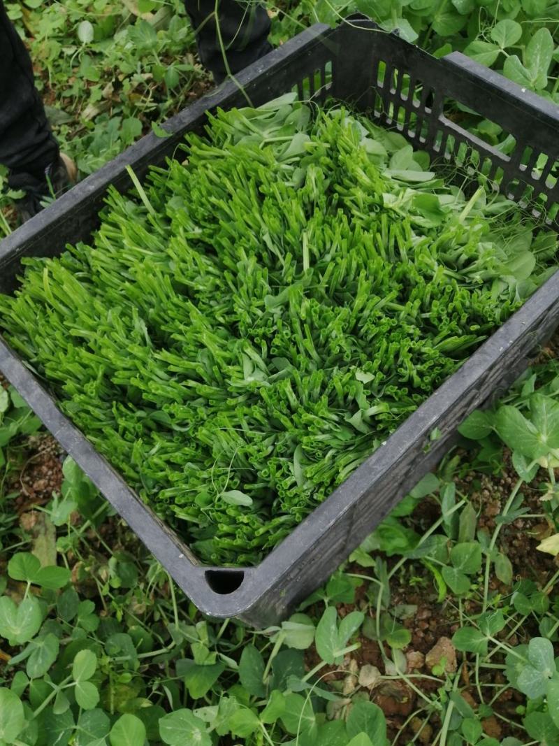 山区晚豌豆尖，豌豆苗，基地直供，长期有货