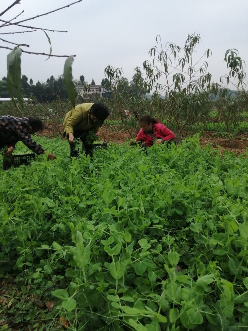 山区晚豌豆尖，豌豆苗，基地直供，长期有货