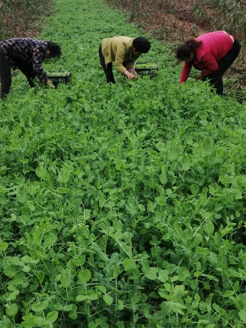 山区晚豌豆尖，豌豆苗，基地直供，长期有货