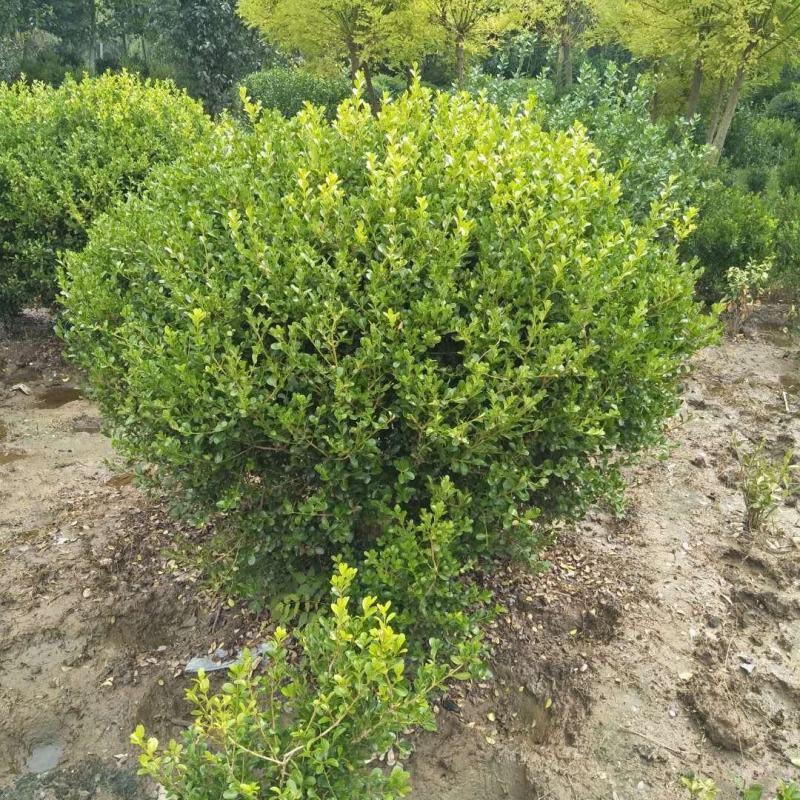 基地直销小叶黄杨球，黄杨苗