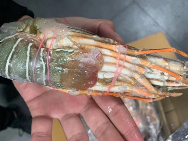 刺生级别小青龙规格100/200到400/500