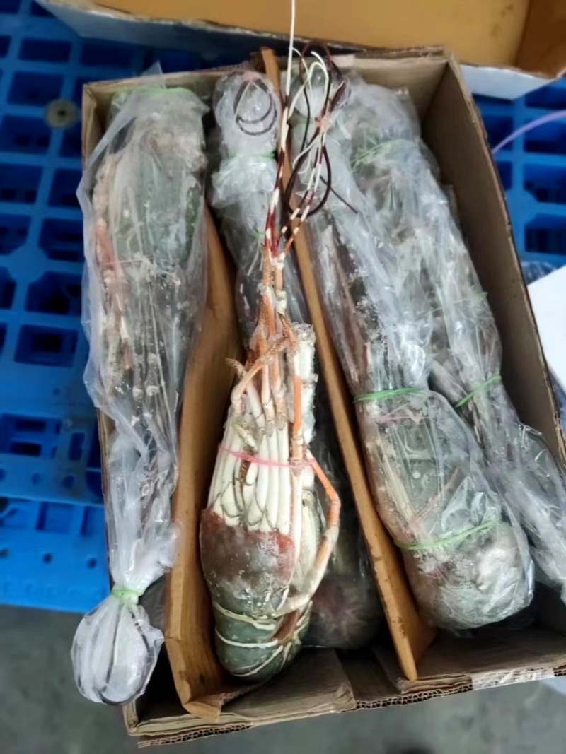 刺生级别小青龙规格100/200到400/500
