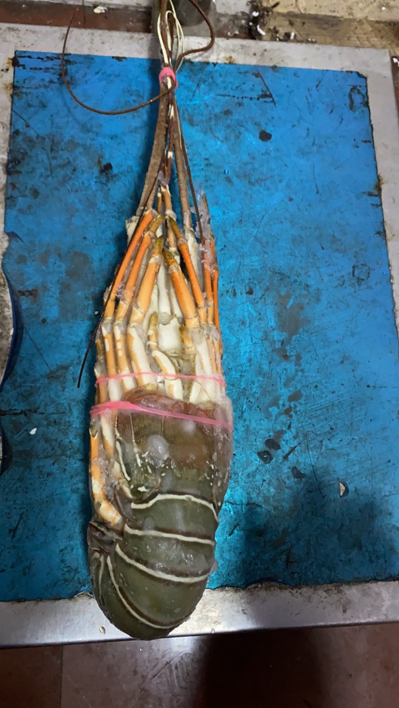 刺生级别小青龙规格100/200到400/500