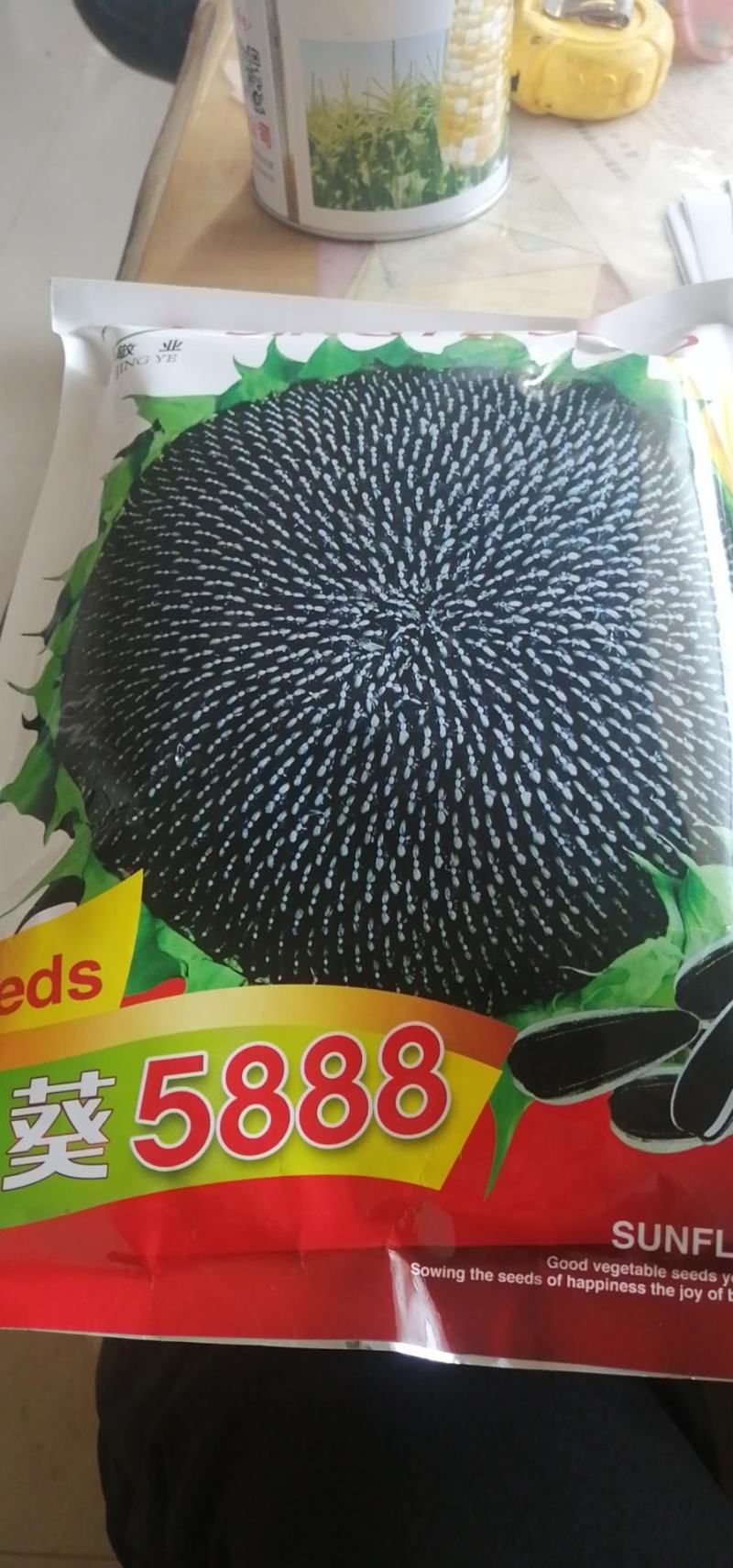 内蒙古巴彦淖尔市五原县向日葵，葵花盘，产地直销