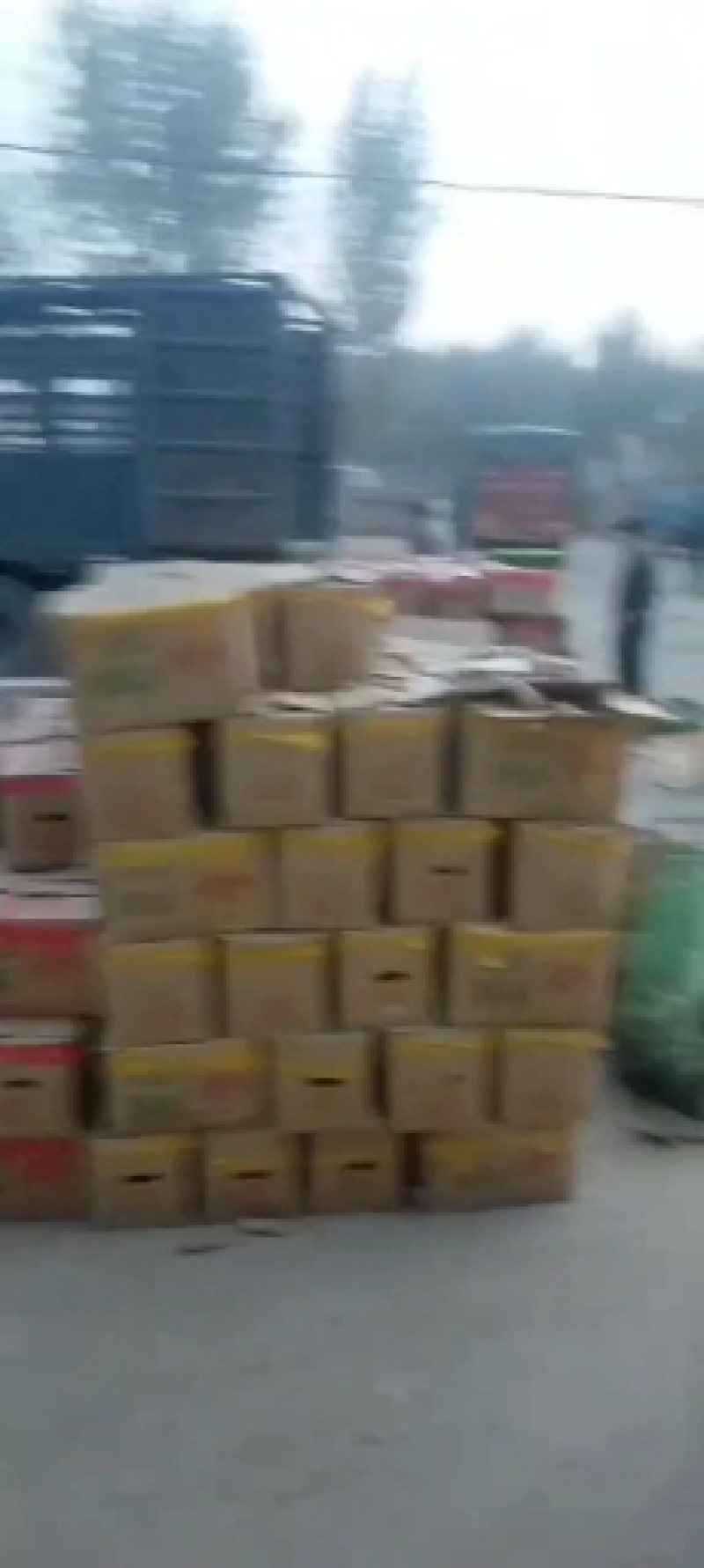 雄县红薯支持各种规格