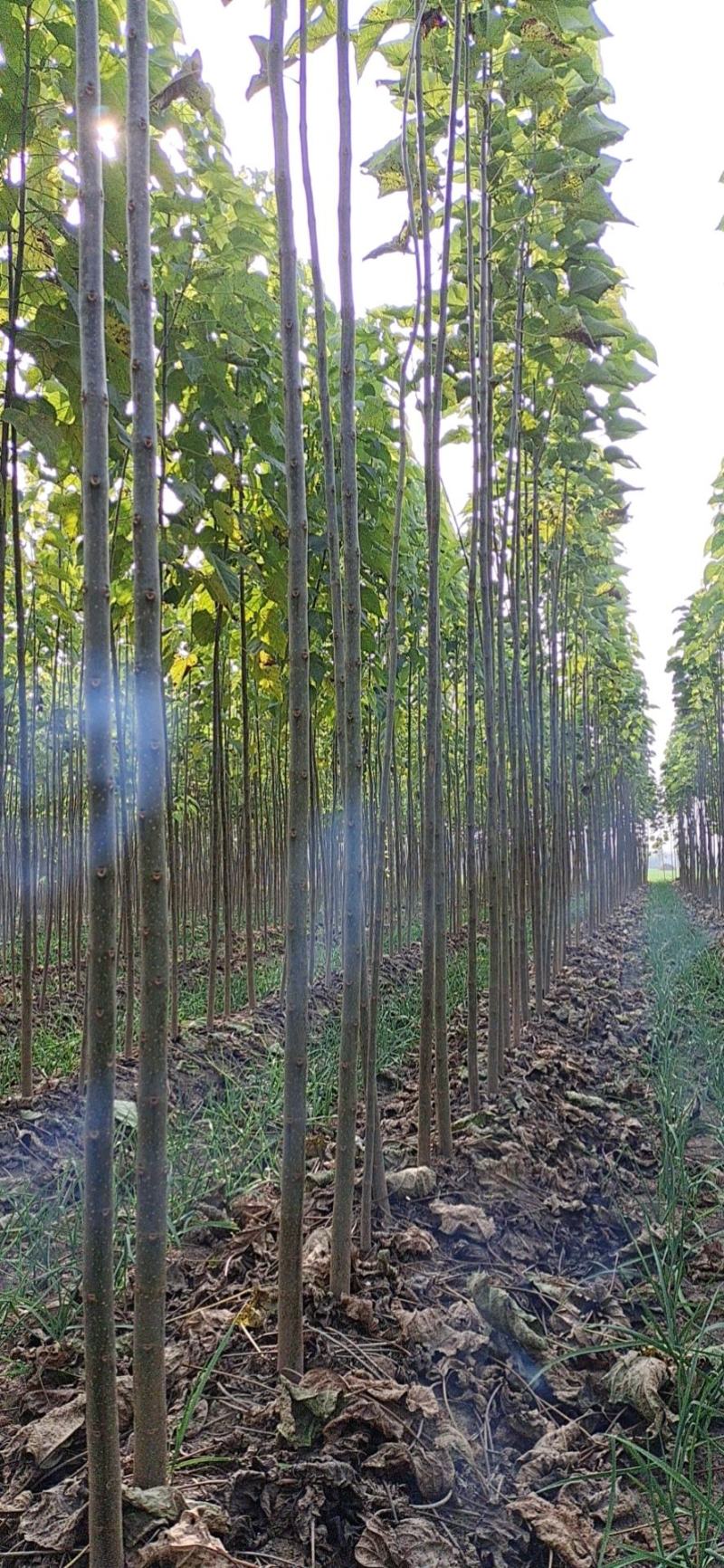 楸树基地，大量出售，欢迎选购