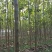 楸树基地，大量出售，欢迎选购