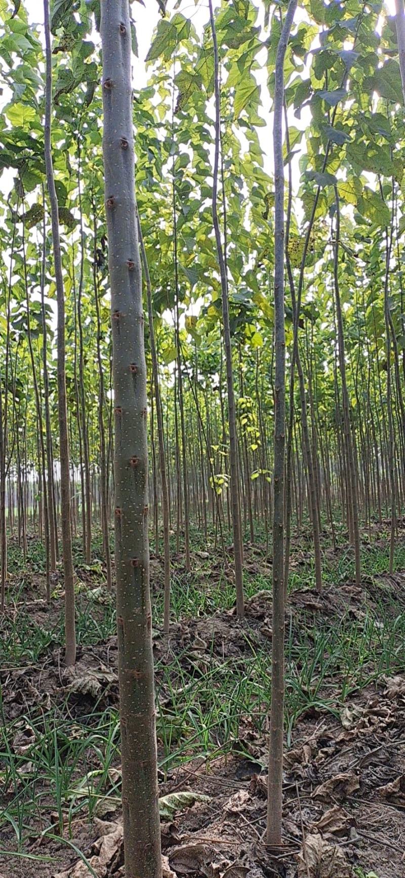 楸树基地，大量出售，欢迎选购