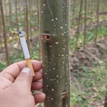 楸树基地，大量出售，欢迎选购