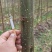 楸树基地，大量出售，欢迎选购