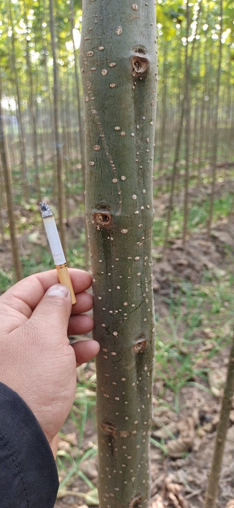 楸树基地，大量出售，欢迎选购