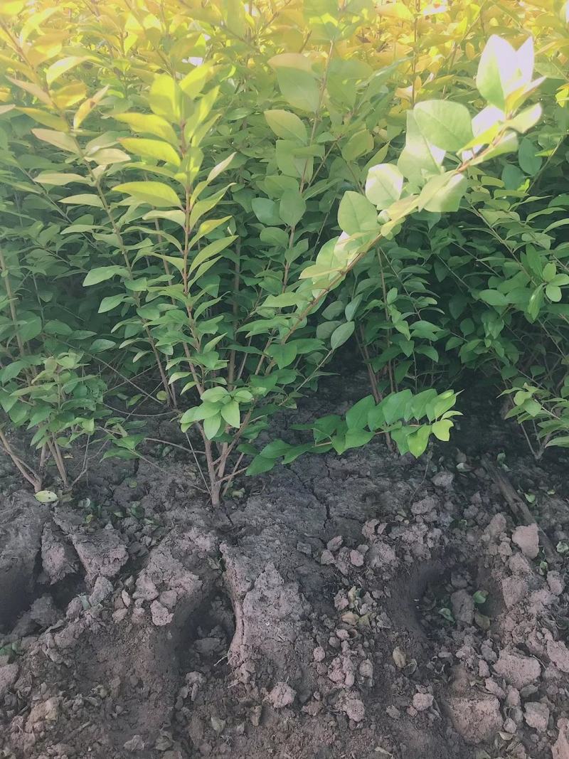 金叶女贞5060公分长势健壮枝条粗壮移栽成活率高庭院苗木