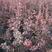 红叶小檗紫叶小檗河北保定红叶小檗基地直销根系发达庭院绿篱