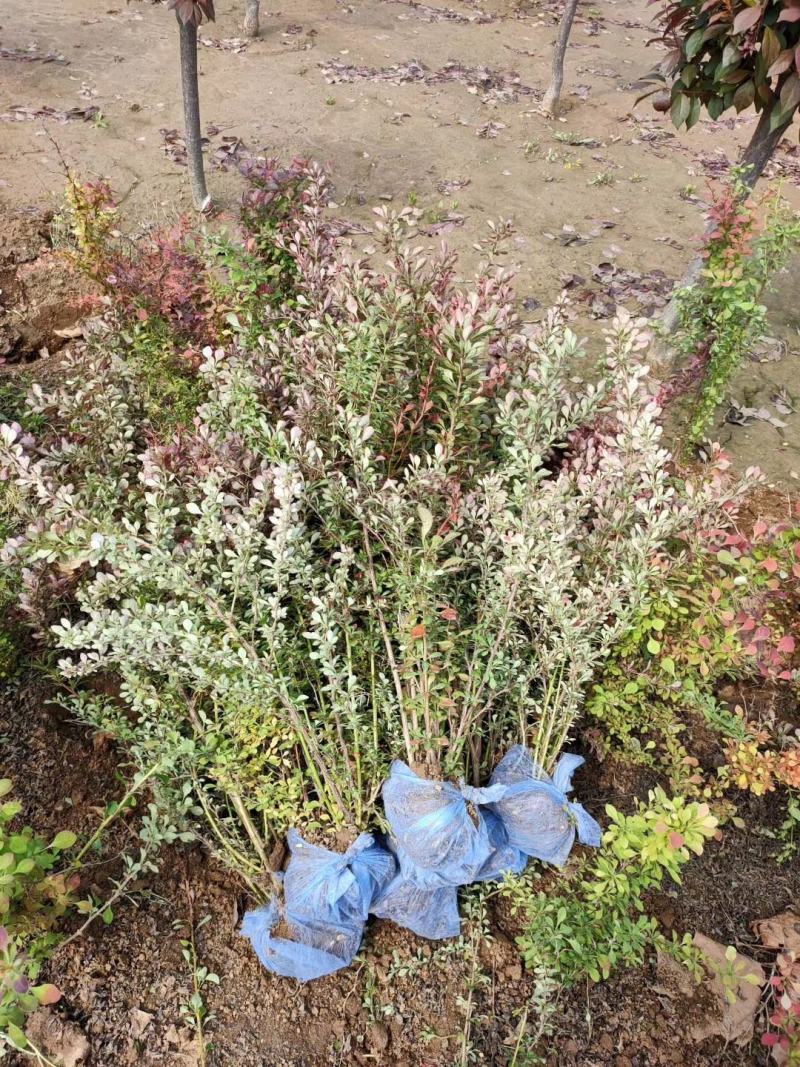红叶小檗紫叶小檗河北保定红叶小檗基地直销根系发达庭院绿篱
