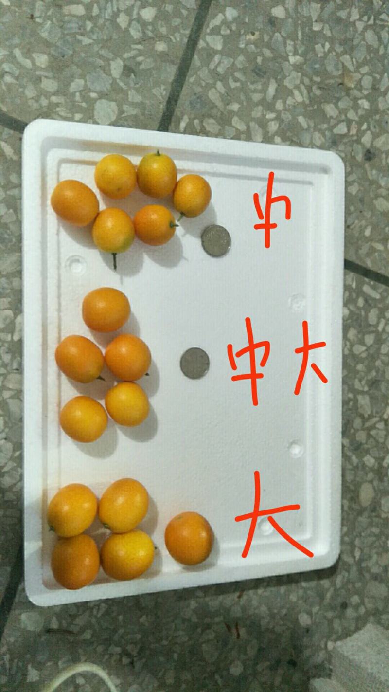 桂林阳朔金桔新鲜现摘现发支持快递一件代发