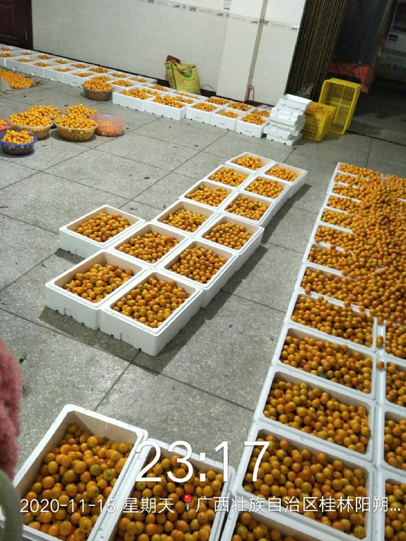 桂林阳朔金桔新鲜现摘现发支持快递一件代发