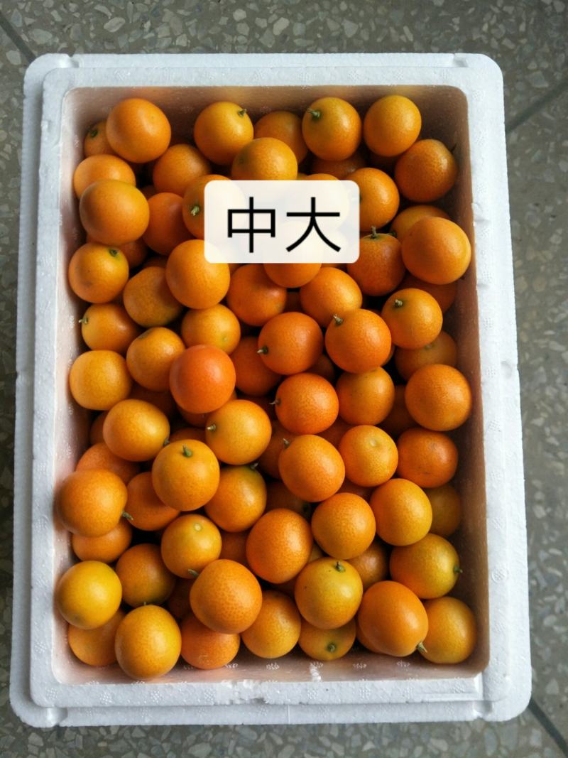 桂林阳朔金桔新鲜现摘现发支持快递一件代发