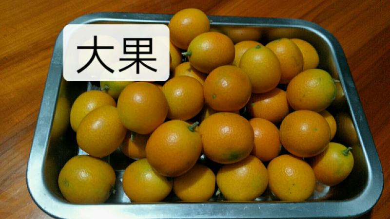 桂林阳朔金桔新鲜现摘现发支持快递一件代发