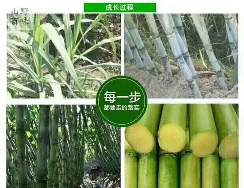 陶山青皮白玉甘蔗，陶山竹蔗