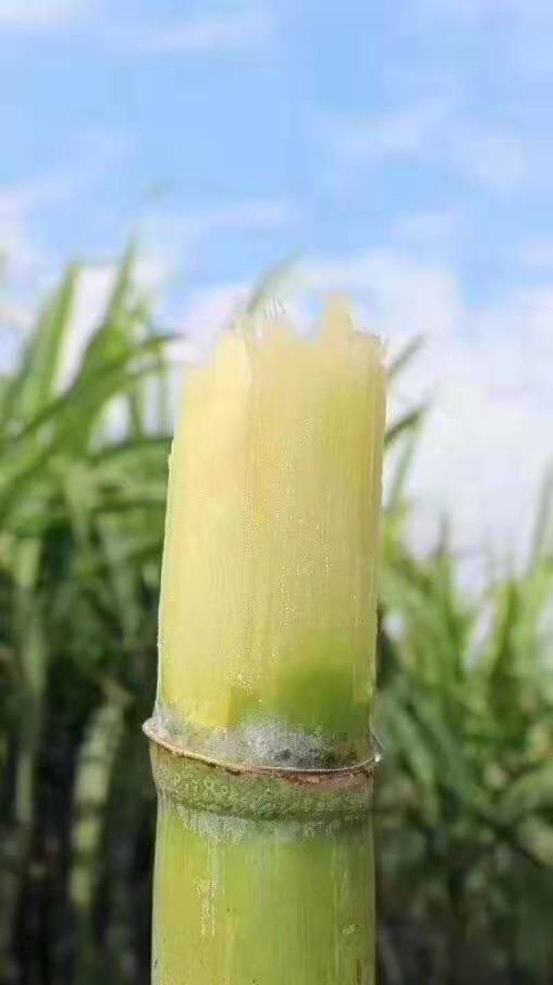 陶山青皮白玉甘蔗，陶山竹蔗