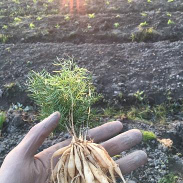 天门冬大天门冬天门冬批发天门冬种植基地天门冬苗