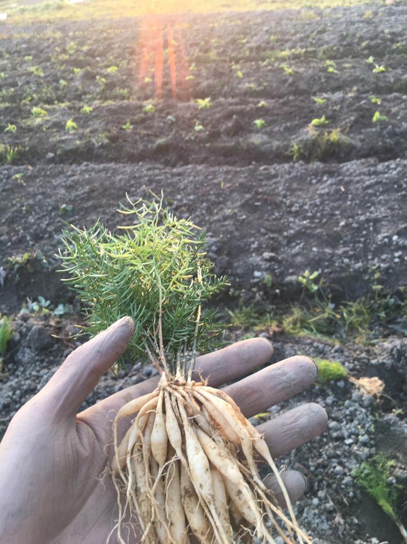 天门冬大天门冬天门冬批发天门冬种植基地天门冬苗