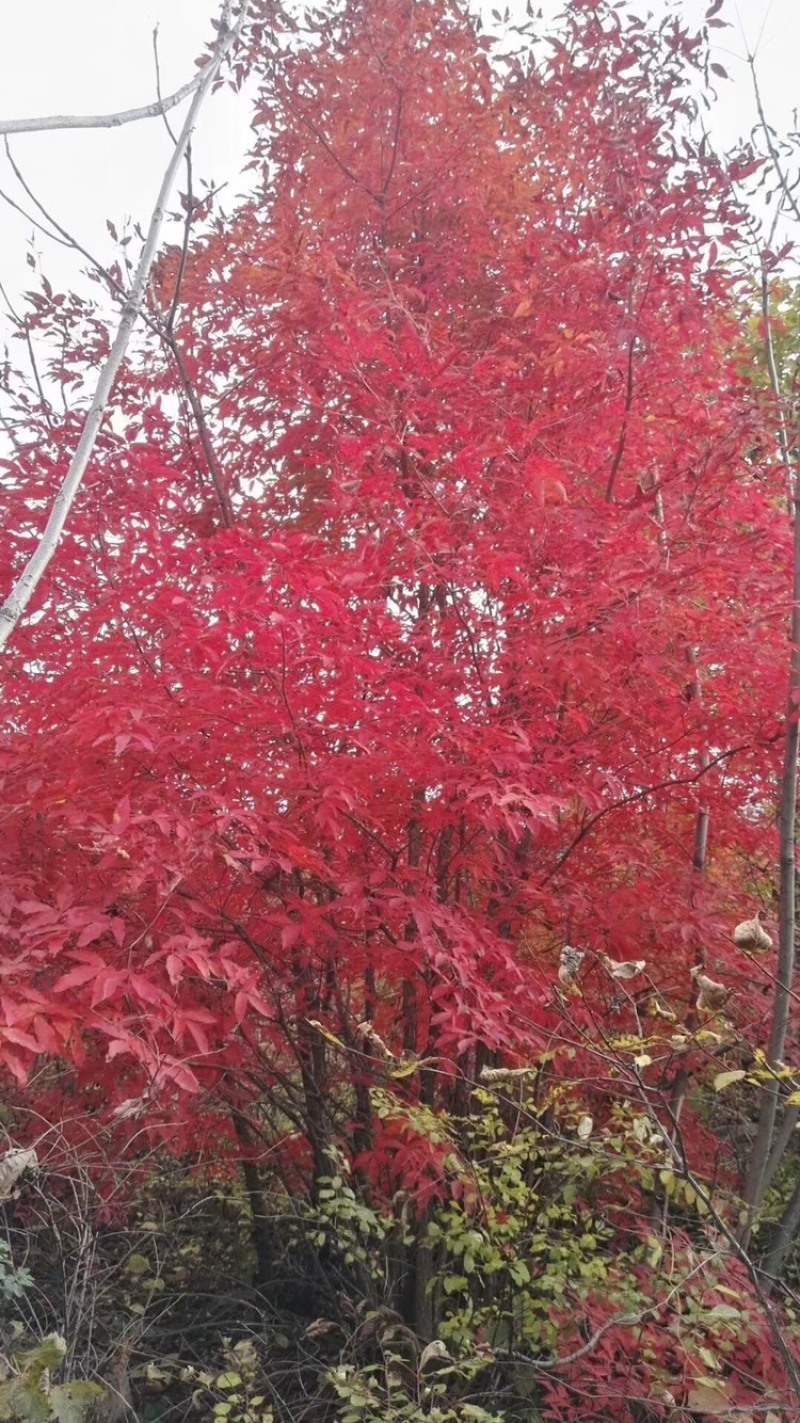 供应东北丛生拧劲槭，拧劲槭圃地苗大量出售