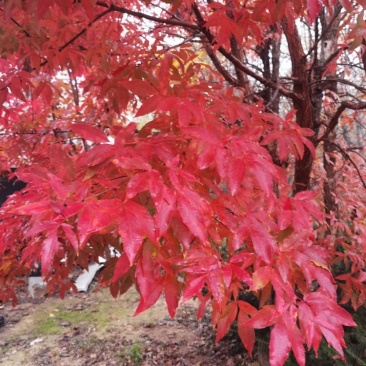 供应东北丛生拧劲槭，拧劲槭圃地苗大量出售