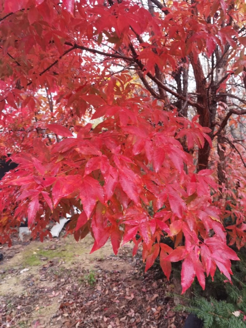 供应东北丛生拧劲槭，拧劲槭圃地苗大量出售