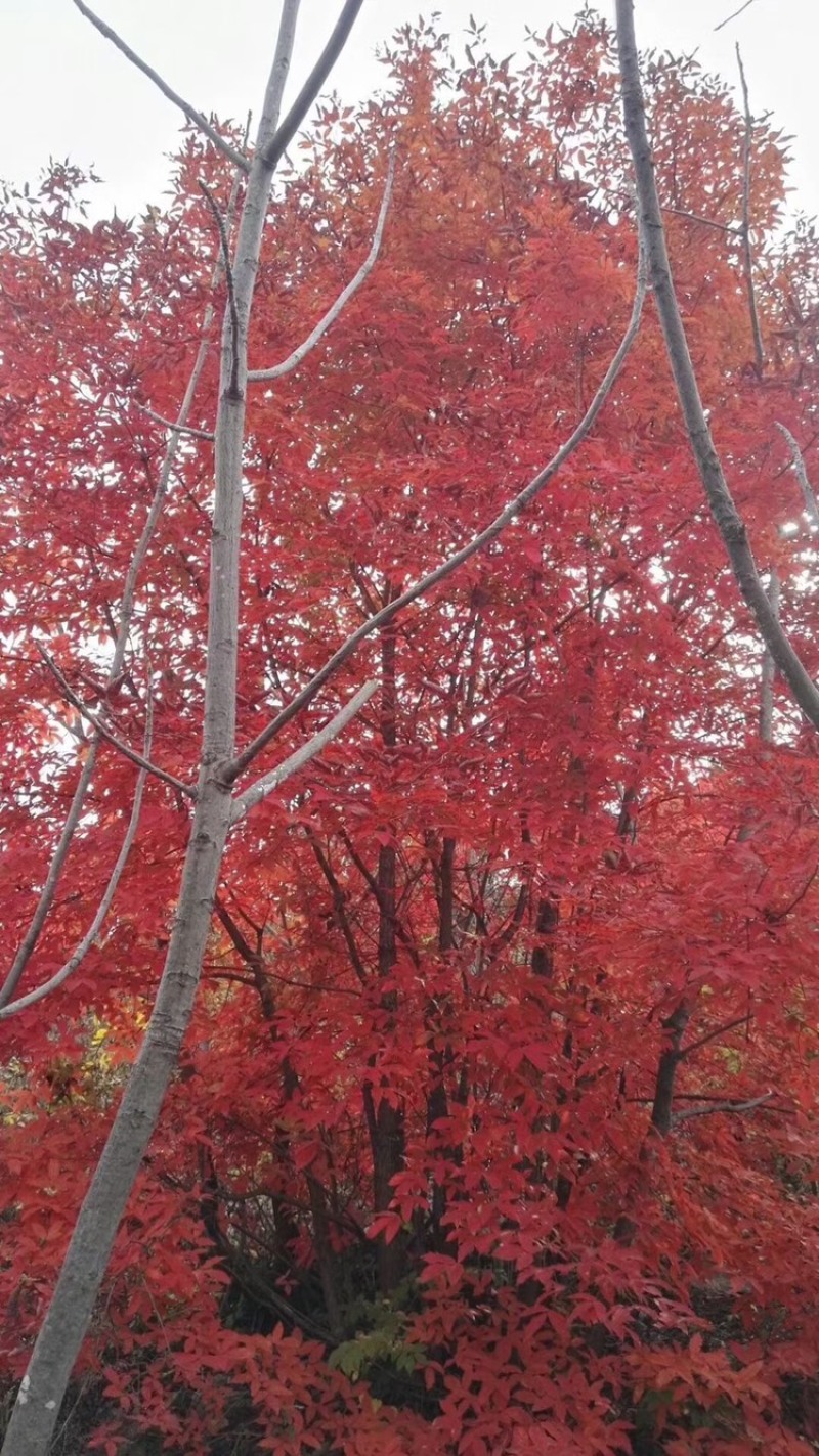 供应东北丛生拧劲槭，拧劲槭圃地苗大量出售