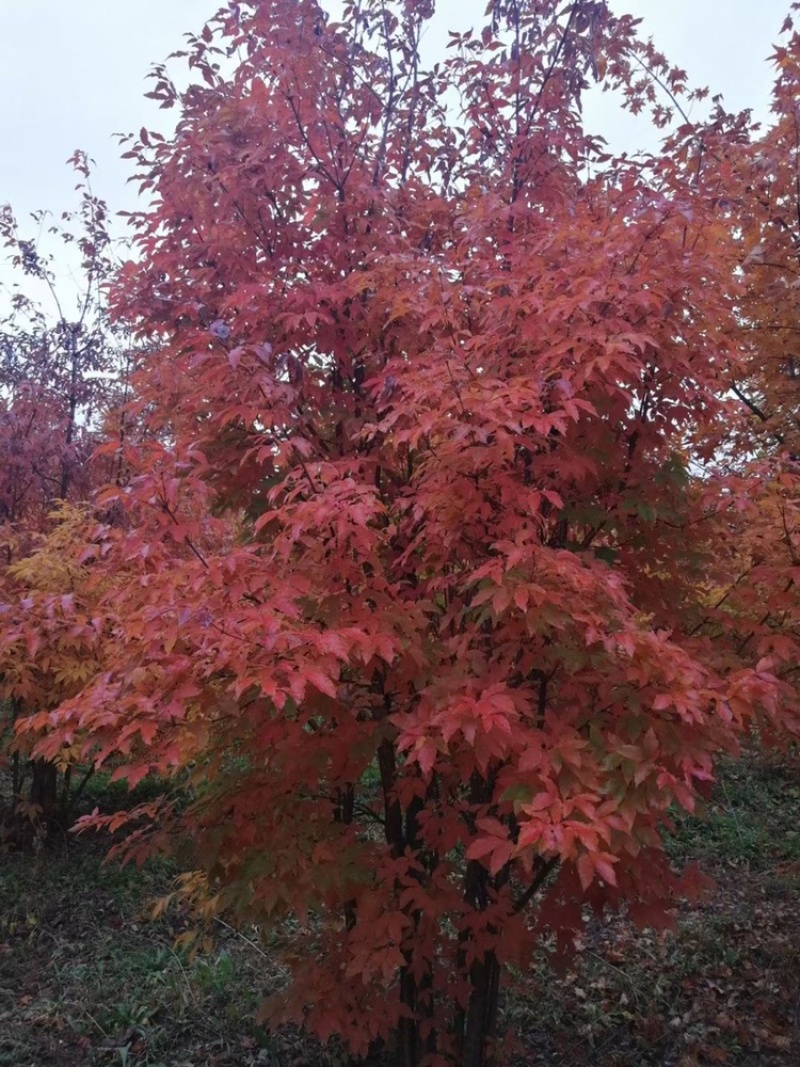 供应东北丛生拧劲槭，拧劲槭圃地苗大量出售