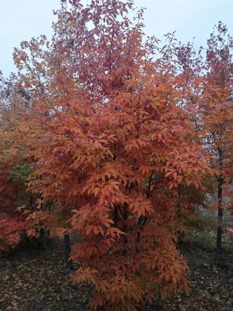 供应东北丛生拧劲槭，拧劲槭圃地苗大量出售