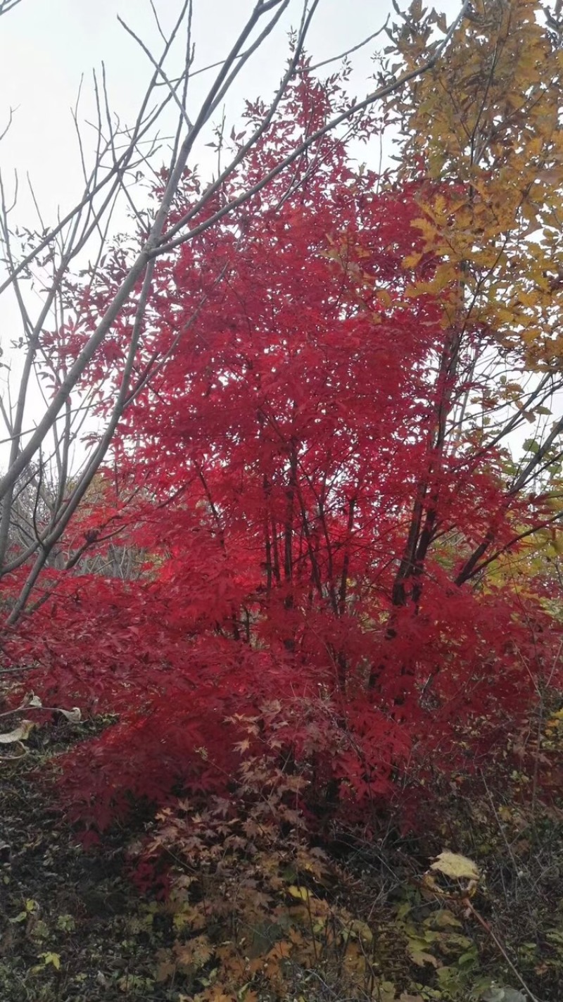 供应东北丛生拧劲槭，拧劲槭圃地苗大量出售